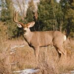 Missouri men charged for headless deer dumped on road
