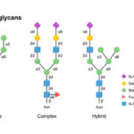 china Glycomics/Glycobiology Market Sector Outlook: Beyond the Curve in a Climate of Slowdowns and Trade Barriers