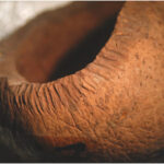 Invasive Rats May Have Contributed to Deforestation of Rapa Nui