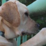 Dog brains could hold key information for longer, healthier human lives